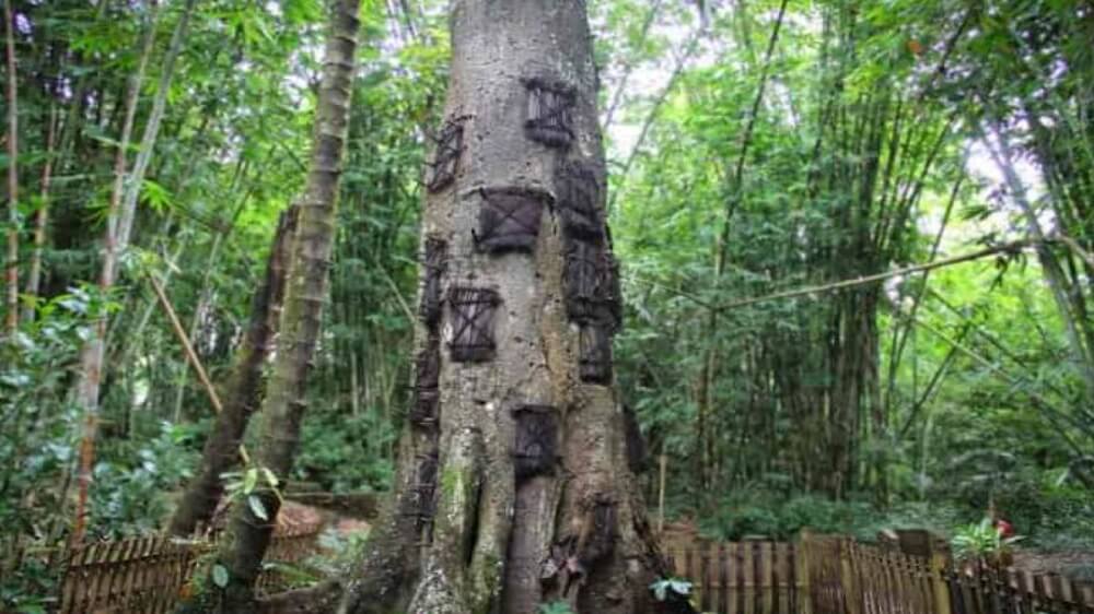 6 Fakta Passiliran, Ritual Pemakaman Bayi Suku Toraja di Dalam Pohon Besar