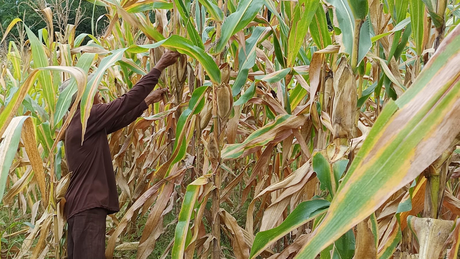 Harga Jagung di Kabupaten Pemalang Anjlok, per Kilogram Hanya Rp4500  