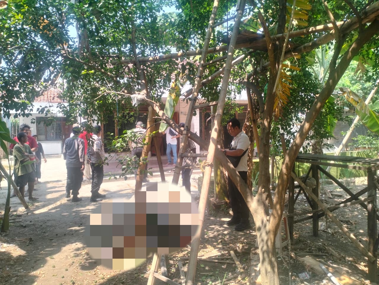Tragedi di Tegal: Pria Meninggal Terjatuh dari Pohon Jeruk