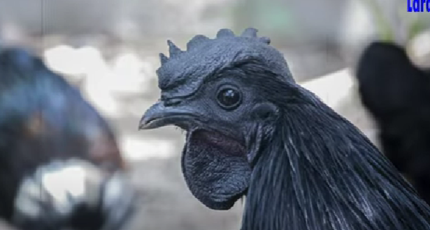 Bisa Mendatangkan Rezeki, Berikut Mitos Ayam Cemani yang Jarang Orang Tahu