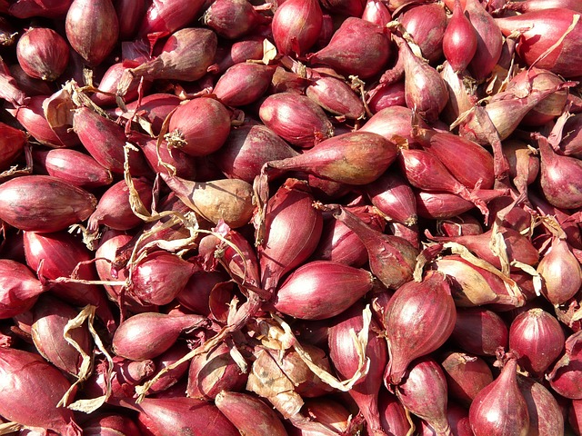 Panen Raya Harga Bawang Anjlok, Petani di Brebes Pilih Lakukan Ini