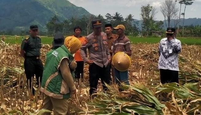 Bahagianya Poktan Sirayu, Panen Jagungnya Melimpah Kesejahteraan Anggota pun Bertambah