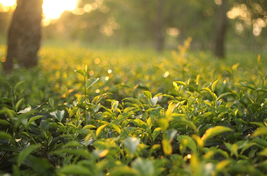 Muldai dari Rp600.000, Ini 6 Villa dengan Pemandangan Kebun Teh Terindah di Guci Tegal