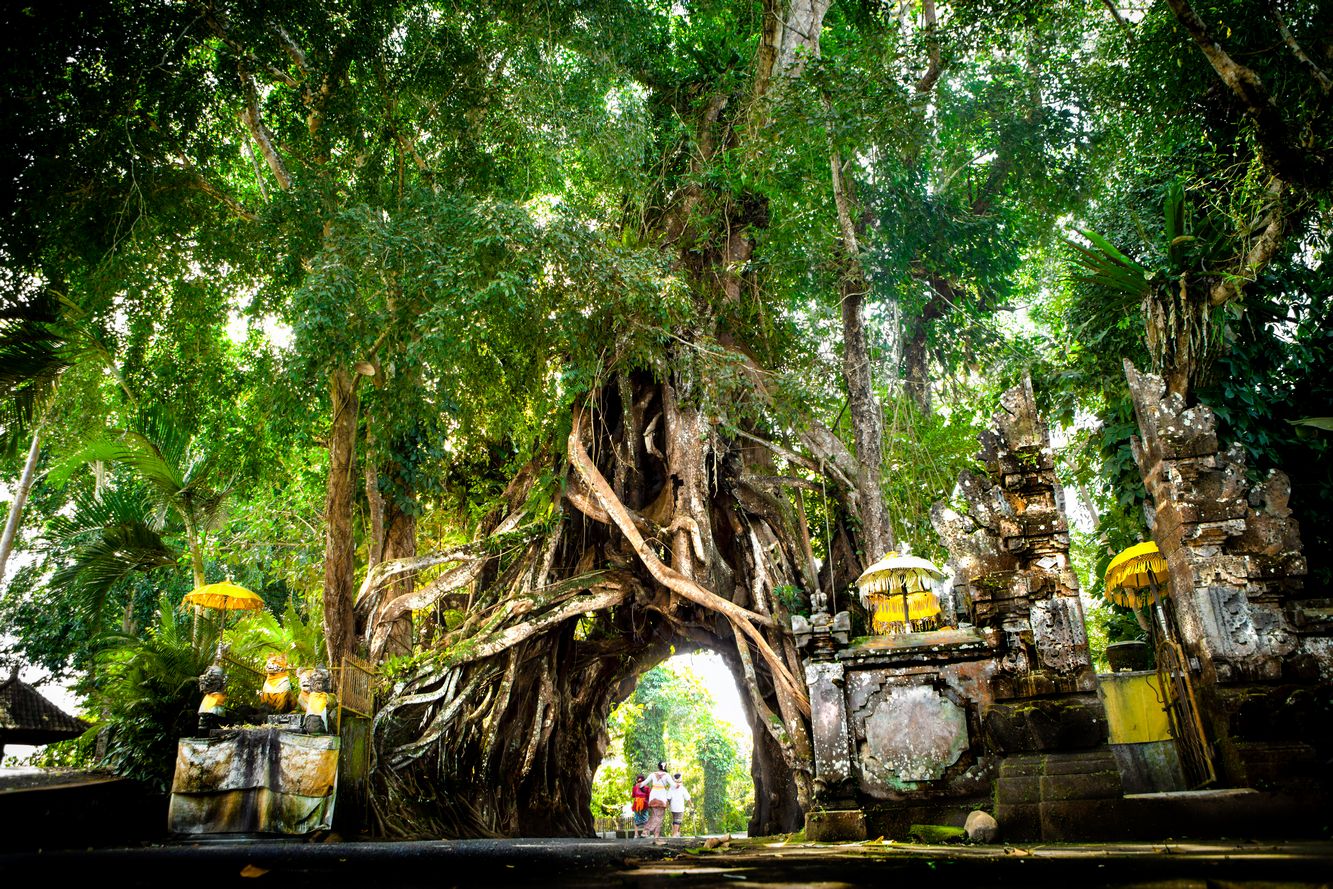 Pengantin Dilarang Lewati Jalur Bawah Pohon Bunut Bolong di Jembrana Bali Ini, Berisiko Tidak Harmonis!