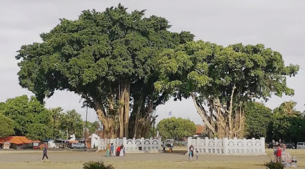 Mitos Beringin Kembar di Alun-Alun Kidul Yogyakarta, Benarkah Ada Jimat Tolak Bala di Dalam Pohonnya?