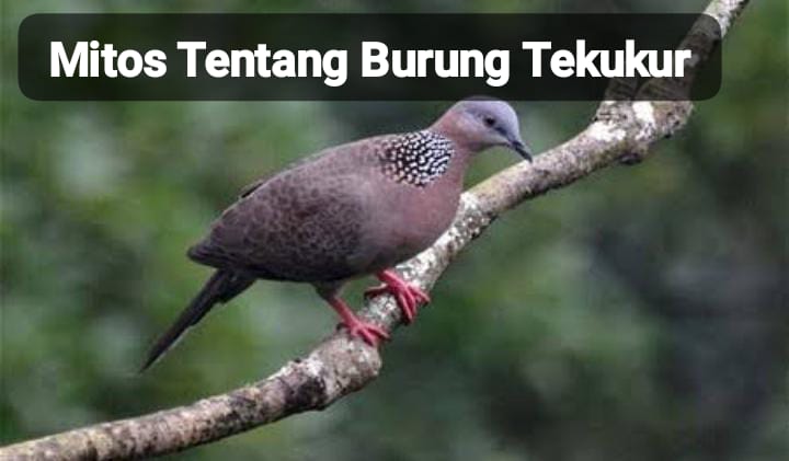 5 Mitos Tentang Burung Tekukur, Pembawa Kerukunan hingga Kesialan