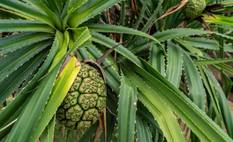 Dipercaya Jadi Tanaman Penolak Bala, Ini Sejumlah Kegunaan Pandan Berduri bagi Masyarakat Bali