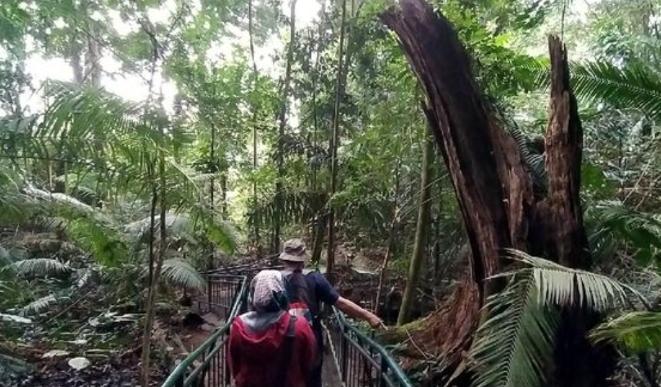 Misteri Sosok Maung Penjaga Hutan Pasarean Ciamis: Akan Datangi Orang Usil Secara Langsung