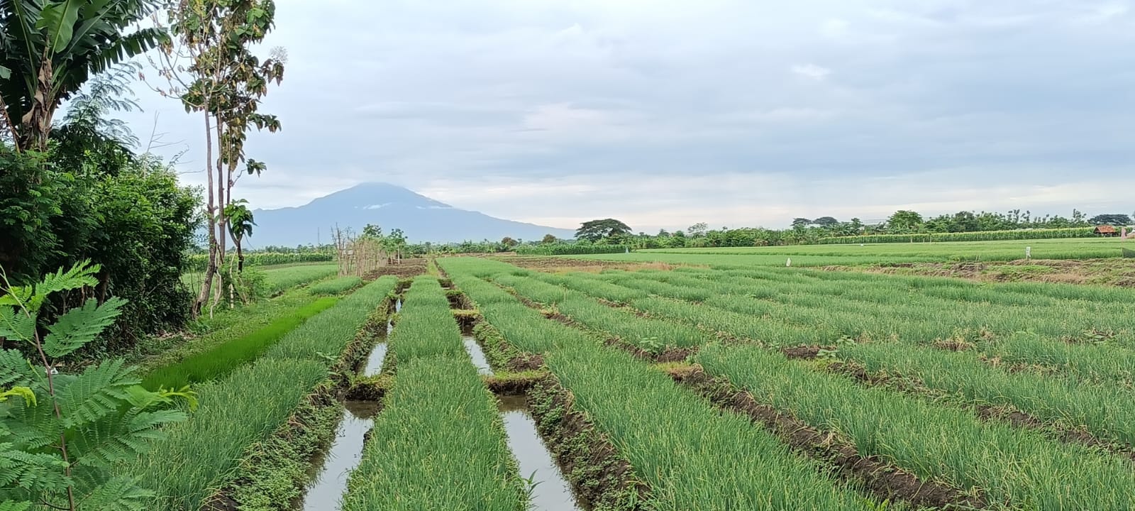 Pemkab Brebes Terima Penambahan 30.344.660 Kilogram Pupuk Bersubsidi