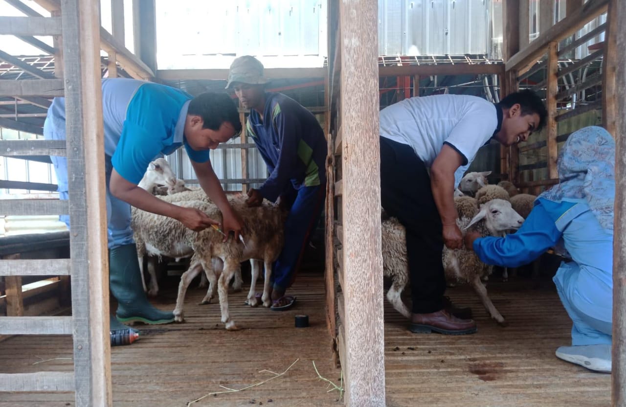 Cegah Penularan Penyakit Mulut dan Kuku di Kabupaten Tegal, Puluhan Ekor Kambing Divaksin 