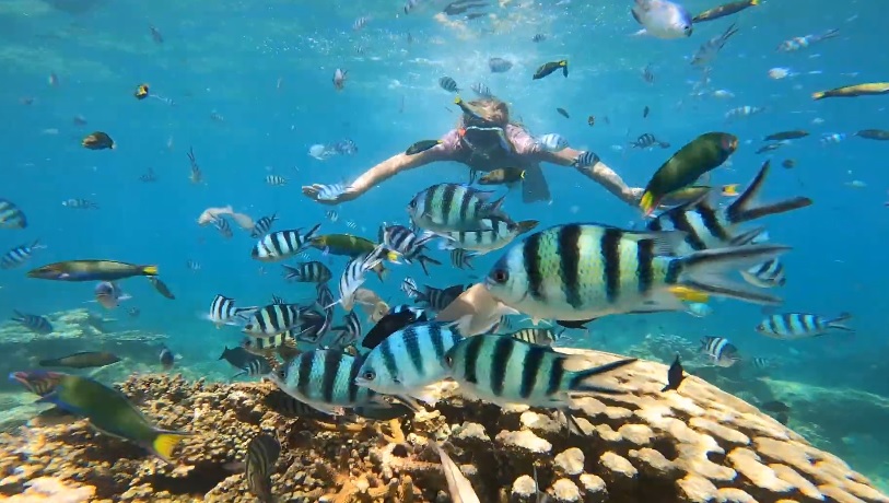 4 Spot Snorkeling di Kepulauan Karimunjawa yang Spektakuler