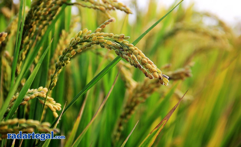 Bansos Beras 10 Kg Segera Cair Juli 2025, Cek Nama Anda di Sini