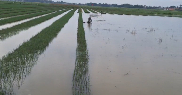 Terendam Banjir, 400 Hektare Tanaman Bawang Merah di Brebes Terancam Gagal Panen