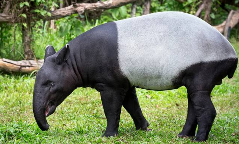 Ternyata Hewan Nocturnal, Ini Kebiasaan Unik Tapir yang Mungkin Belum Anda Ketahui