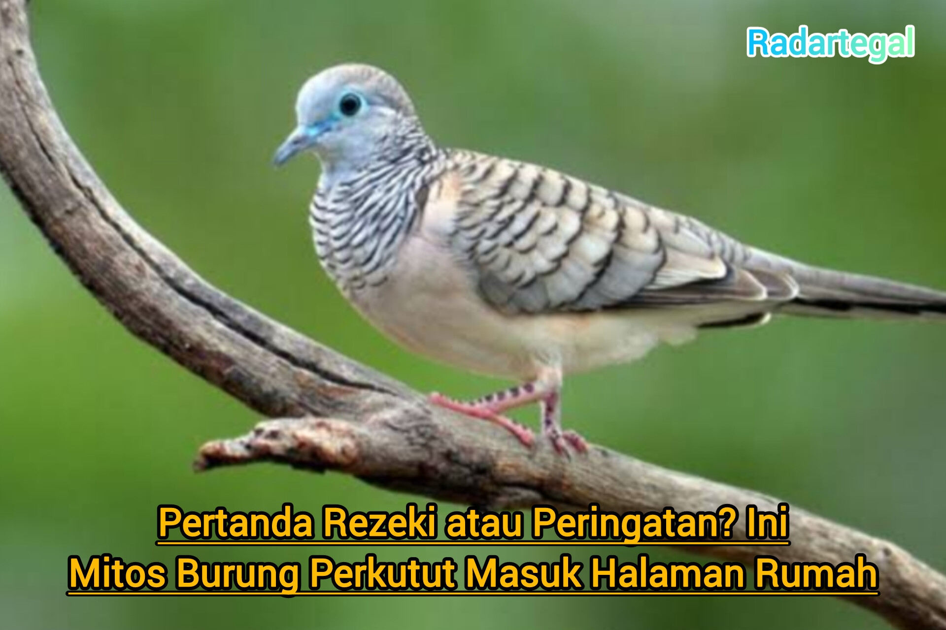 Pertanda Rezeki atau Peringatan? Ini Mitos Burung Perkutut Masuk Halaman Rumah