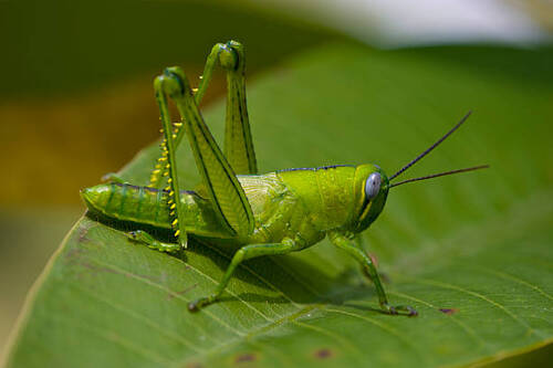 9 Mitos Seputar Hewan Serangga, Apakah Benar Kerap Dijadikan Simbol Kesehatan?