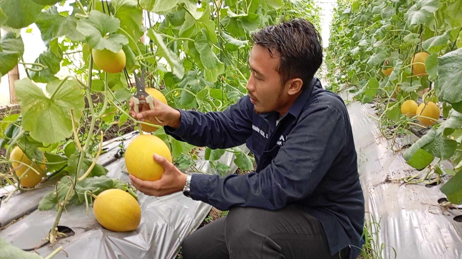 Jajal Destinasi Baru, Wisata Petik Buah Melon Premium di Agrowisata Kalisapu Tegal  