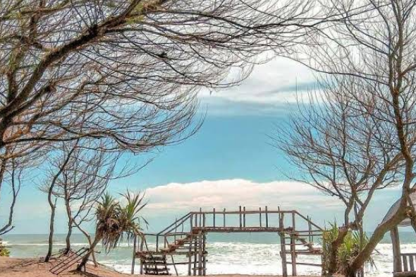 Pantai Cemara Sewu Jogja, Spot Instagramable di Tengah Teduhnya Hutan Cemara