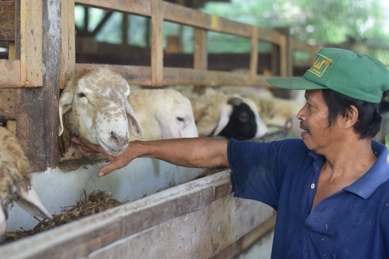 Idul Adha 2023, Harga Kambing di Kabupaten Tegal Mulai Rp2 Juta sampai Rp6 Jutaan