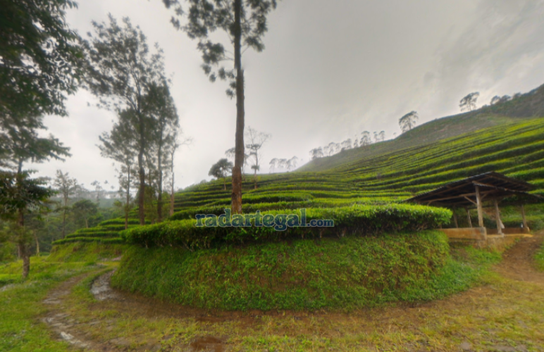 Wisata Kebun Teh Pagilaran di Batang, Aktifitas, Harga Tiket dan Akses Lokasi