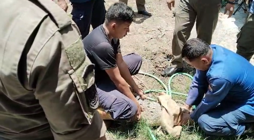 Sempat Bikin Heboh, Buaya Sepanjang Dua Meter di Brebes Akhirnya Dievakuasi