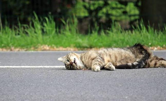 Mitos Menabrak Kucing Sampai Mati, Kerap Dikaitkan dengan Keguguran Bagi Ibu Hamil