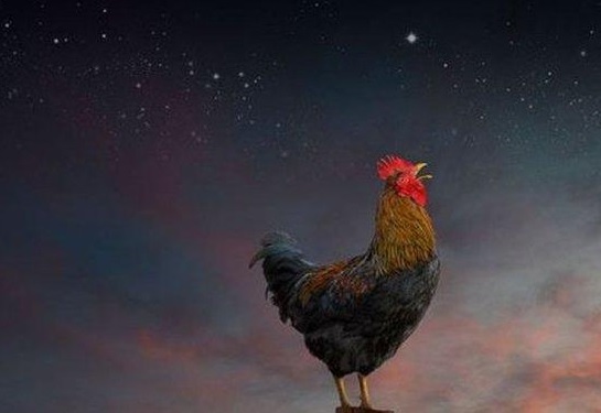 5 Mitos Ayam Berkokok Tengah Malam, Akan Ada Fitnah Dalam Kampung?