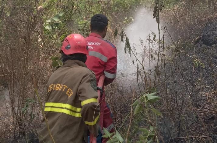 Gunung Anjing Bojong Tegal Terbakar Hebat, Pohon Pinus Ludes Dilalap Api