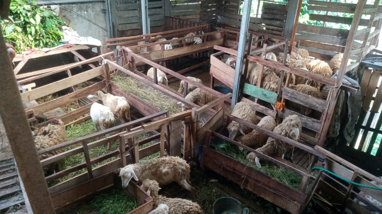 Harga Kambing Kurban di Desa Kuta Pemalang 2-5 Jutaan, Peternak Harap Masyarakat Beli Hewan Lokal