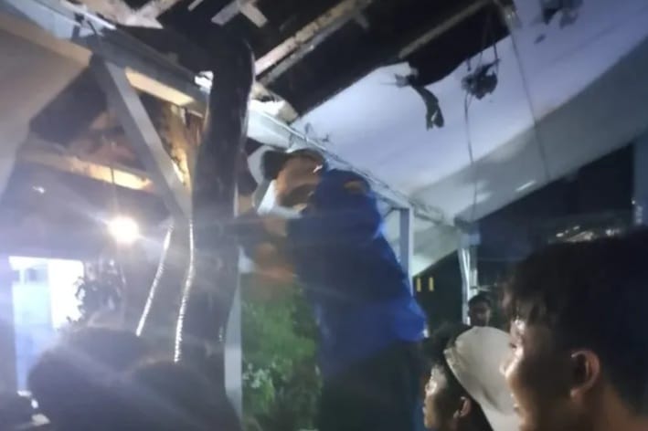 Bikin Panik, Ular Sanca Nangkring di Plafon Sekolah di Pemalang, Untung Damkar Gercep