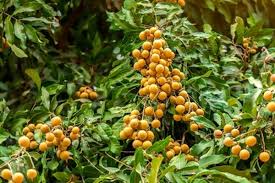 Percaya Nggak? Mitos Pohon Kelengkeng yang Konon Berumur Ratusan Tahun