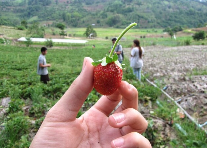 5 Agrowisata Populer di Jawa Tengah yang Edukatif dan Seru