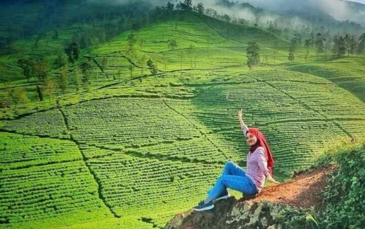 Kenali 5 Fakta Menarik Gunung Cilik Wonosobo, View Kebun Tehnya Bikin Betah 