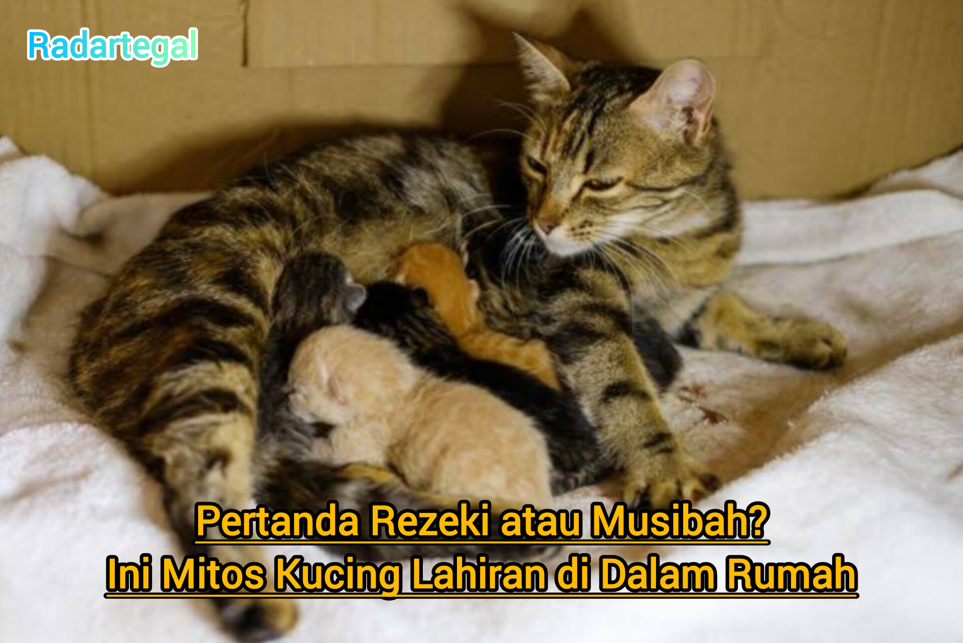 Pertanda Rezeki atau Musibah? Ini Mitos Kucing Lahiran di Dalam Rumah