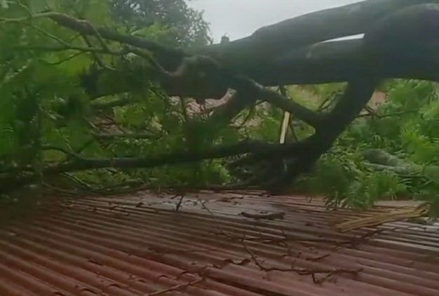Disapu Hujan Disertai Agin Pohon Tumbang Timpa 2 Rumah di Moga Pemalang