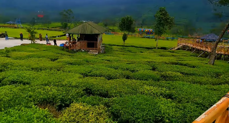 Murah dan Berkesan, 4 Wisata Edukatif di Wonosobo Ini Bikin Lupa Waktu