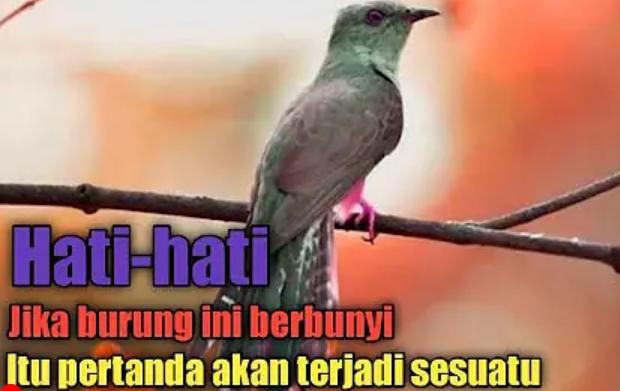 Satwa Penyendiri, Ini 4 Mitos Suara Burung Kedasih Menurut Islam dan Adat Jawa yang Bikin Merinding