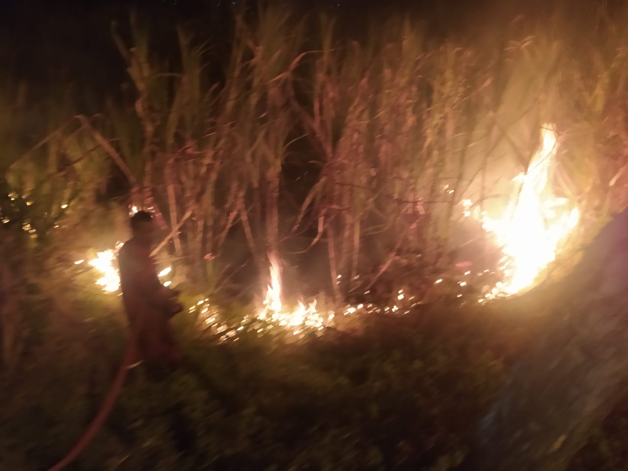 Kebakaran Lahan Tebu Kramat Tegal, Kandang Ayam dan Kebun Jati Ikut Ludes!