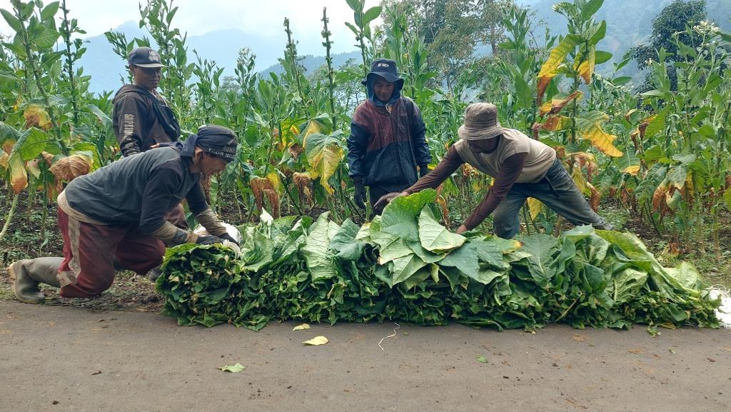 Dinas KP Tan Dukung Penuh Petani Tembakau dengan Bibit Hingga Pelatihan