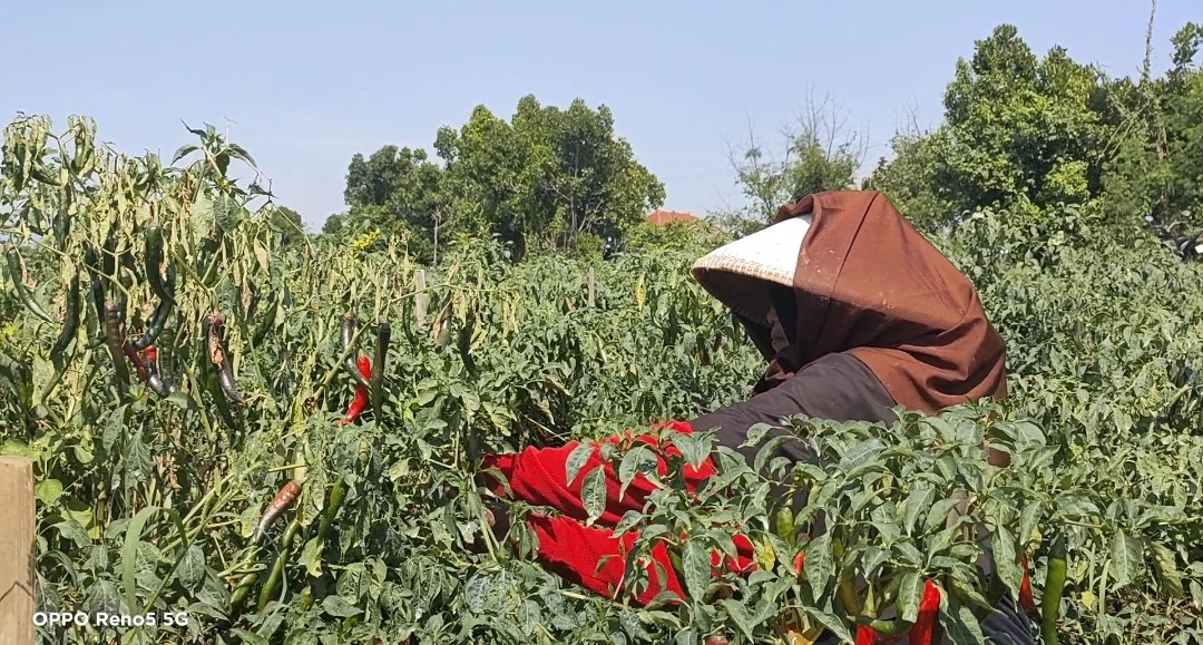 Harga Cabai di Brebes Terpuruk, Ini yang Akan Dilakukan Pemkab