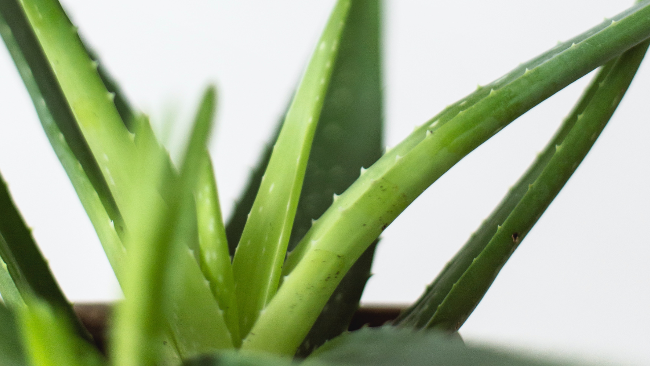 Segudang Manfaat Aloe Vera untuk Kecantikan dan Kesehatan Kulit, Mulai dari Gel Hingga Minuman