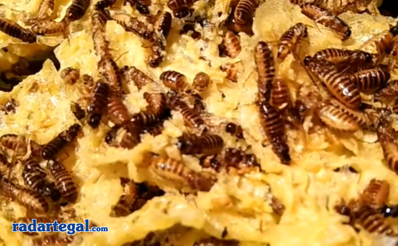 Ada Rempeyek Laron, Ini 5 Makanan Ekstrem khas Jawa Tengah yang Bikin Deg-degan