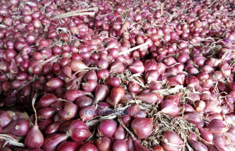 Mengapa Bawang Merah Brebes Begitu Terkenal? Ini Keunggulannya