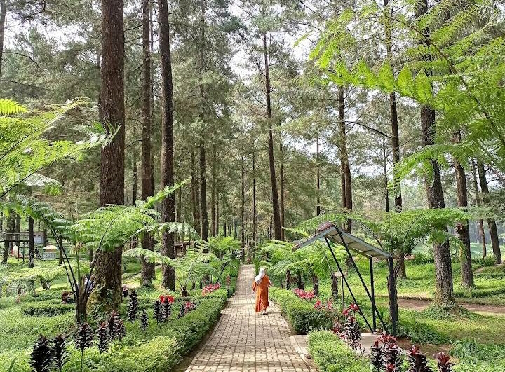 Daftar Hutan Pinus di Banyumas yang Cocok untuk Healing dan Menyegarkan Pikiran