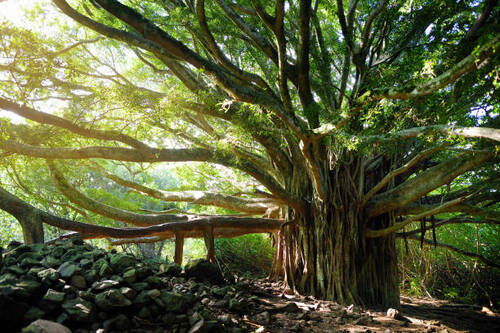 7 Mitos Seputar Pohon Beringin yang Berkembang di Masyarakat, Nomor 1 Bikin Merinding
