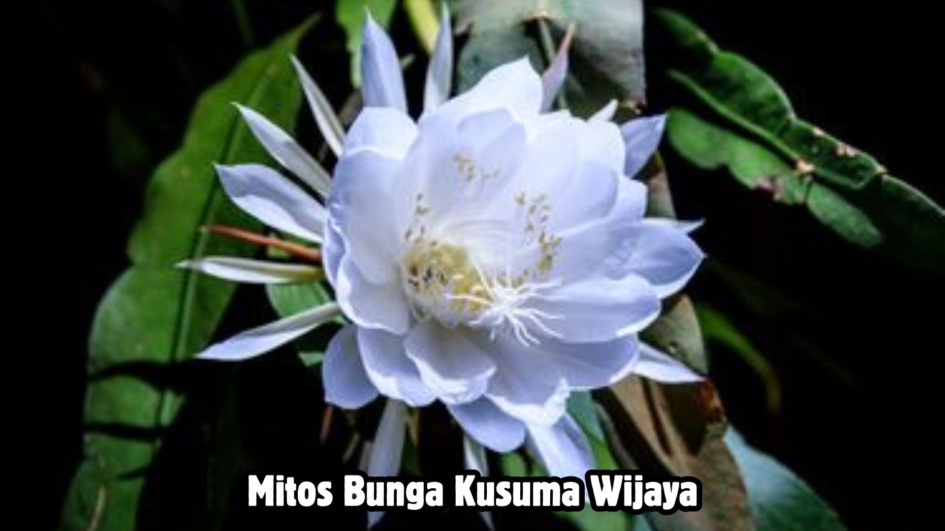 Mitos Bunga Kusuma Wijaya, Salah Satunya Bisa Mendatangkan Jodoh Lho