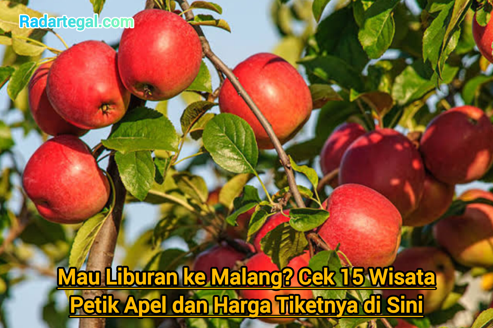 Mau Liburan ke Malang? Cek 15 Wisata Petik Apel dan Harga Tiketnya di Sini