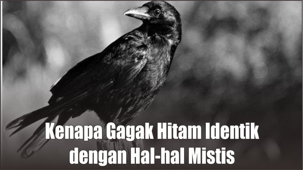 Burung Gagak Hitam Identik dengan Ritual Pesugihan dan Hal-hal Mistis, Wong Jawa Harus Tahu Hal Ini