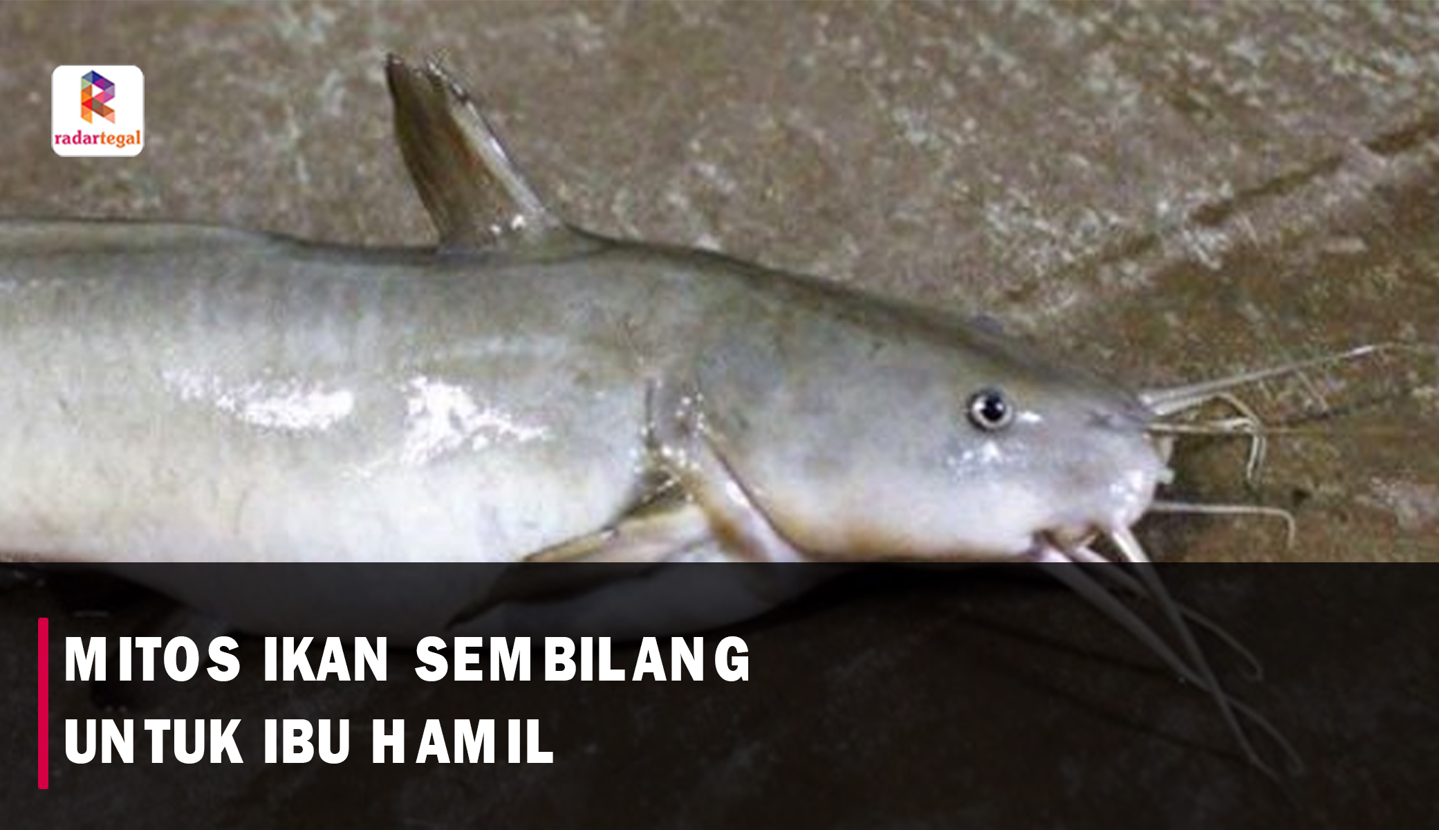 Mitos Ikan Sembilang, Benarkah Ampuh untuk Program Hamil?