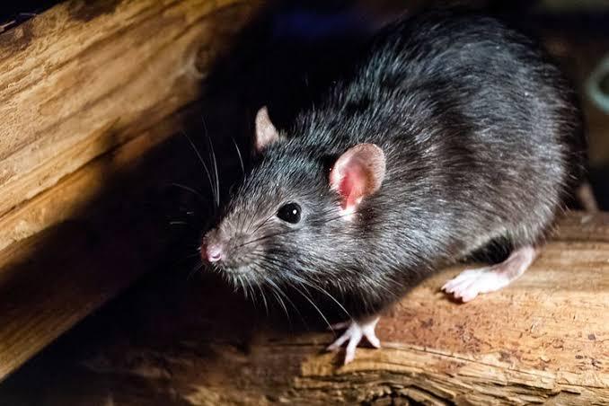 Sudah Mulai Musim Hujan, Begini 6 Cara Membasmi Tikus dengan Gampang yang Bersarang di Rumah 